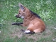 Maned Wolf picture