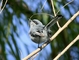 Masked Gnatcatcher picture