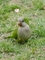 Monk Parakeet picture