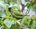 Nanday Parakeet picture