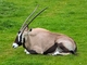 Oryx picture