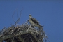 Osprey picture