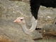 Ostrich picture