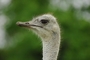 Ostrich picture