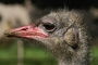 Ostrich picture