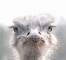 Ostrich picture