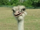 Ostrich picture