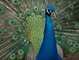 Peacock picture