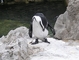 Penguin picture