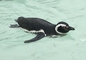 Penguin picture