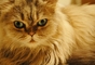 Persian Cat picture