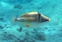 Picasso triggerfish picture