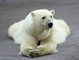 Polar Bear picture