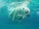 Polar Bear picture