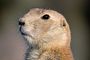 Prairie Dog picture