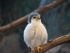 Pygmy Falcon picture