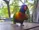 Rainbow Lorikeet picture