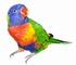 Rainbow Lorikeet picture