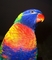 Rainbow Lorikeet picture