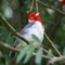 Red Crested Cardinal picture