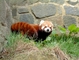 Red Panda picture