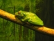 Red-eyed Tree Frog picture