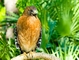 Red-tailed Hawk picture