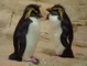 Rockhopper Penguin picture