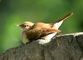 Rufous Hornero picture