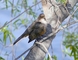 Rufous-bellied Thrush picture