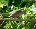 Rufous-bellied Thrush picture