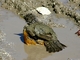 Rufous-bellied thrush picture