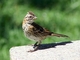 Rufous collared sparrow picture