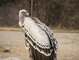 Rupell's Griffon Vulture picture