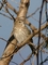 Saffron Yellow Finch picture