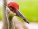 Sandhill Crane picture