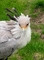 Secretarybird picture