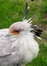 Secretarybird picture