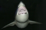 Shark picture