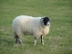 Sheep picture