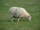 Sheep picture