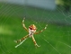 Silver Argiope Spider picture