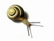 Snail picture