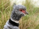 Southern Screamer picture