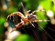 Spider picture