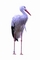 Stork picture