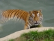 Tiger picture