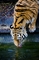 Tiger picture