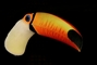 Toucan picture