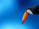 Toucan picture